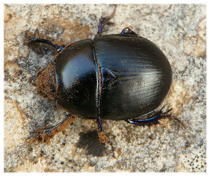 Sericotrupes niger (Geotrupidae)